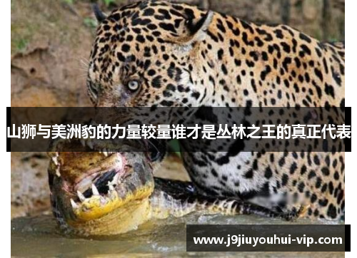 山狮与美洲豹的力量较量谁才是丛林之王的真正代表